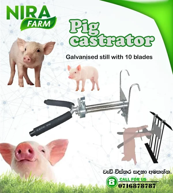 Pig Castrator