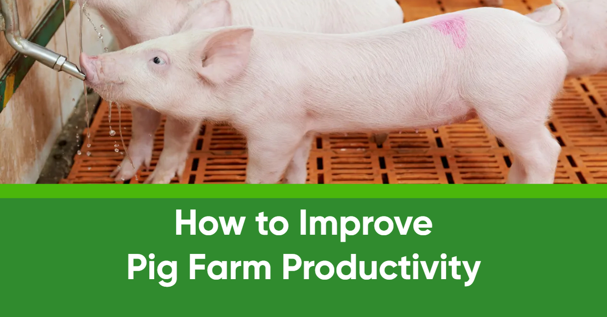 How to Improve Pig Farm Productivity
