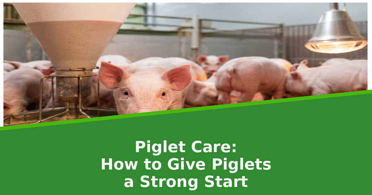 Nira_Farm_Blog_Piglet_Care